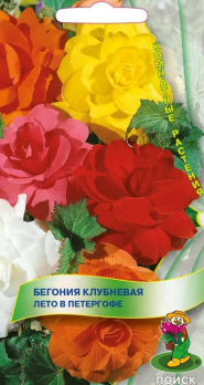 Бегония клубневая Лето в Петергофе /Поиск/