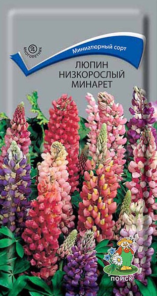 Люпин низкорослый минарет (1 г) /Поиск/