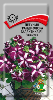Петуния грандифлора Галактика F1 Вишнёвая /Поиск/