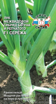 Лук батун Сережа F1 /Седек/