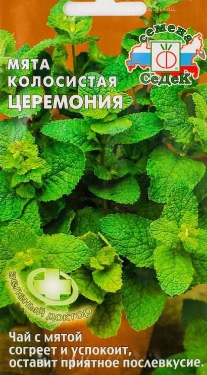 Мята Церемония колосистая /Седек/