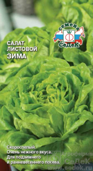 Салат Зима листовой /Седек/