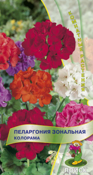 Пеларгония зональная Колорама (5 шт) /Поиск/
