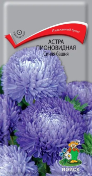 Астра пионовидная Синяя башня /Поиск/