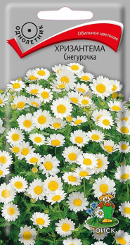 Хризантема Снегурочка (30 шт) /Поиск/