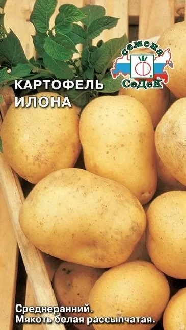 Картофель Илона /Седек/