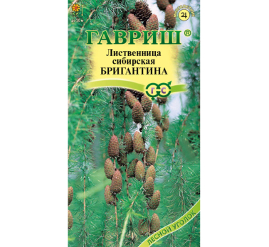Лиственница сибирская Бригантина /Гавриш/