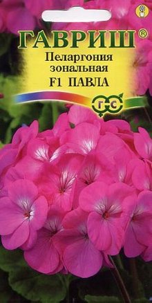 Пеларгония зональная Павла F1 /Гавриш/