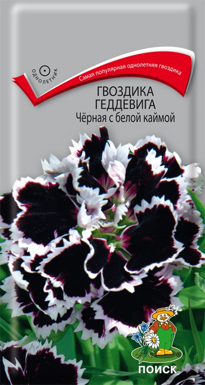 Гвоздика геддевига черная с белой каймой (0,04 г) /Поиск/