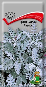 Цинерария Снежок (0,1г) /Поиск/