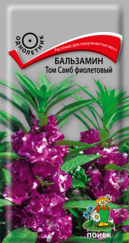 Бальзамин Том Самб фиолетовый (0,1 г) /Поиск/