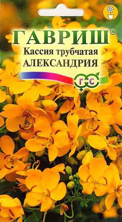 Кассия Александрия трубчатая /Гавриш/