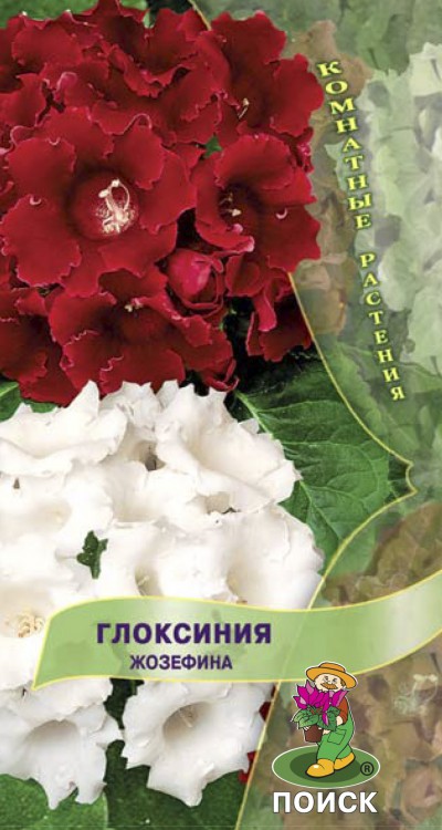 Глоксиния Жозефина (5 шт) /Поиск/