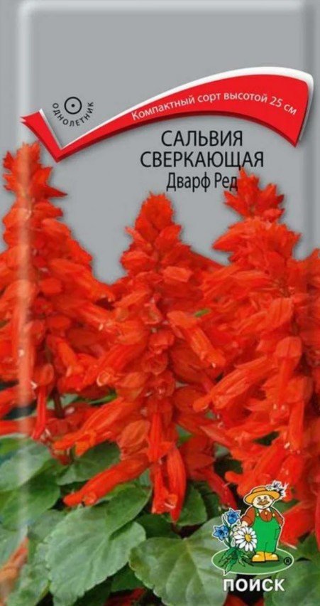 Сальвия сверкающая Дварф ред (0,1 г) /Поиск/