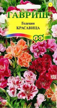 Годеция Прелестная Красавица смесь махровая /Гавриш/