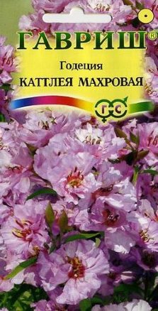Годеция Каттлея махровая /Гавриш/