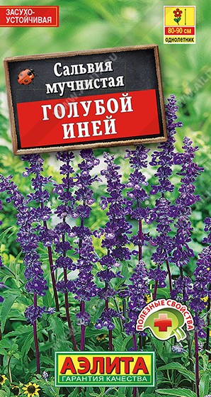 Сальвия Голубой иней (Нидерланды) /Аэлита/