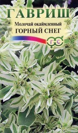 Молочай окаймленный Горный снег /Гавриш/