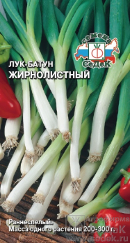 Лук батун Жирнолистный /Седек/