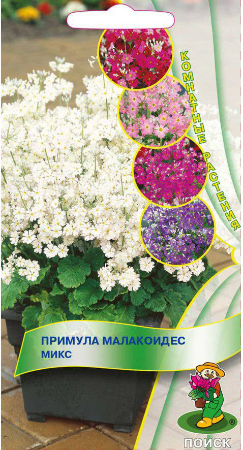 Примула Малакоидес микс /Поиск/