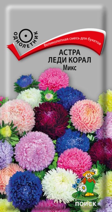 Астра Леди корал микс /Поиск/