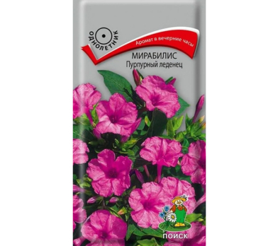 Мирабилис Пурпурный леденец /Поиск/